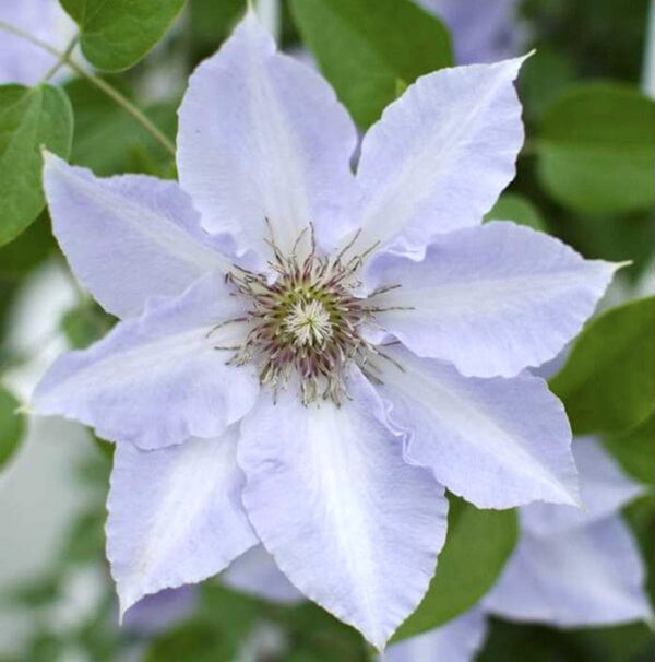 Clematis 'Tranquilite' with XL flower