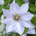 Clematis 'Tranquilite' (Evipo111) cu floarea XL