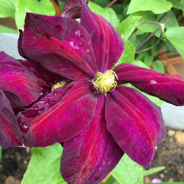 Clematis 'Voluceau' - Clematis with large flowers