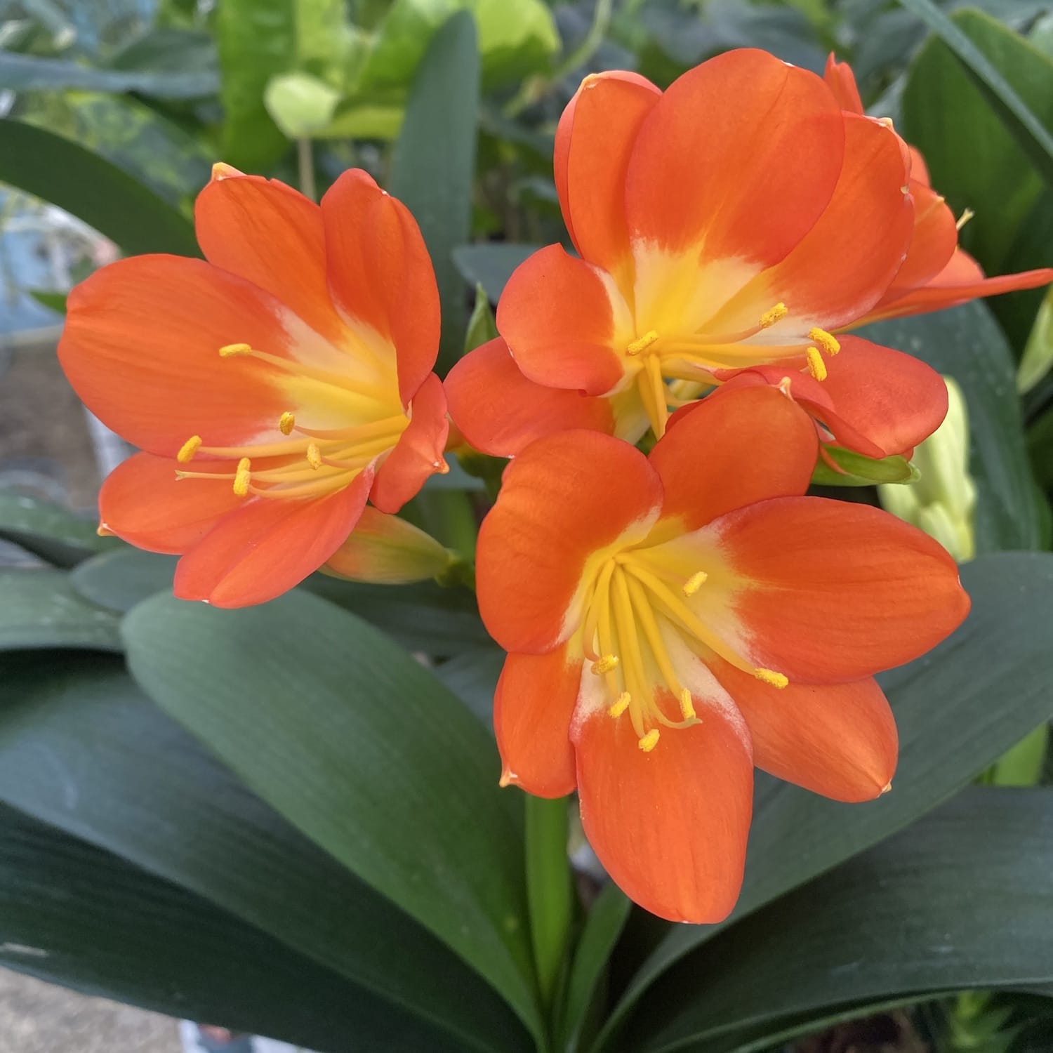 Clivia miniata 'Orange'