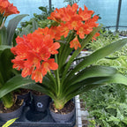 Clivia Miniata 'Orange' - Crinul de camera care lumineaza umbra