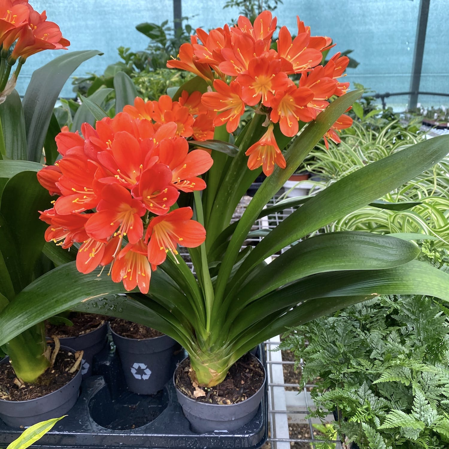 Clivia miniata 'Orange'