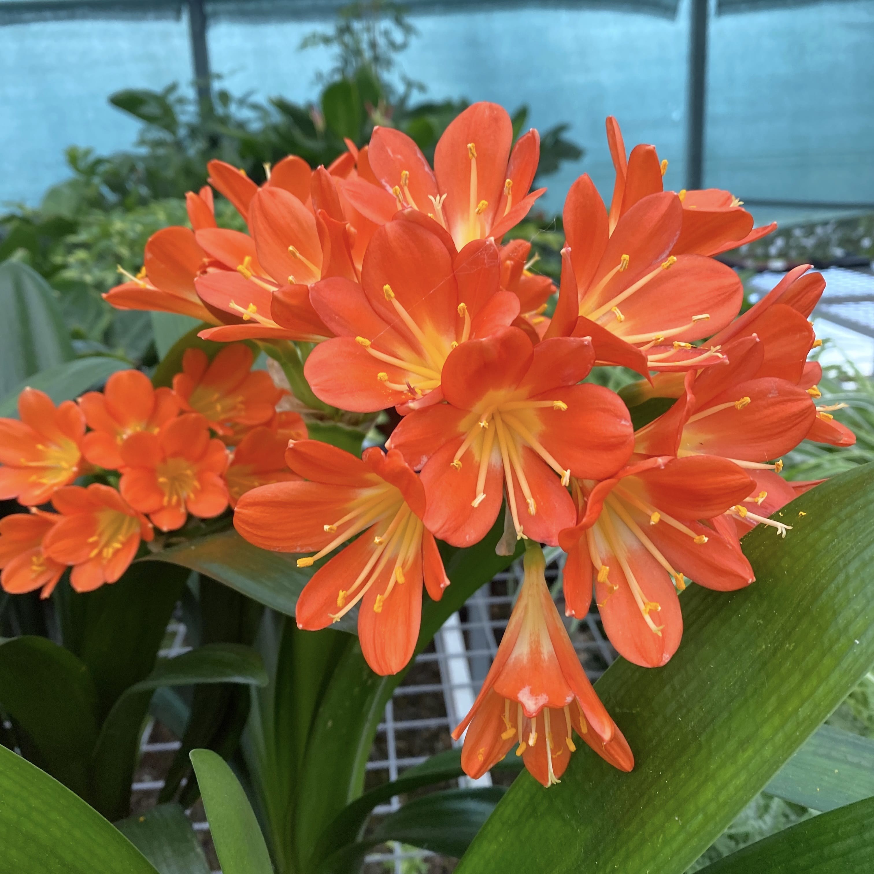 Clivia miniata 'Orange'