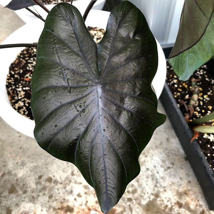 Colocasia esculenta 'Painted Black'