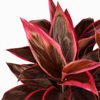 Cordyline ‘Mambo’ - planta tropical de interior