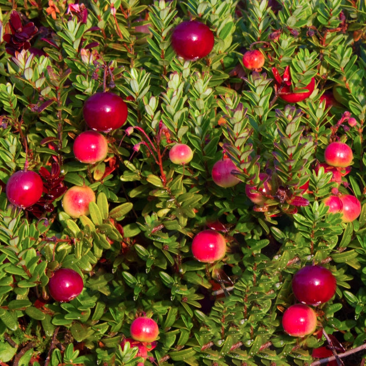 Vaccinium macrocarpon 'Early Black'