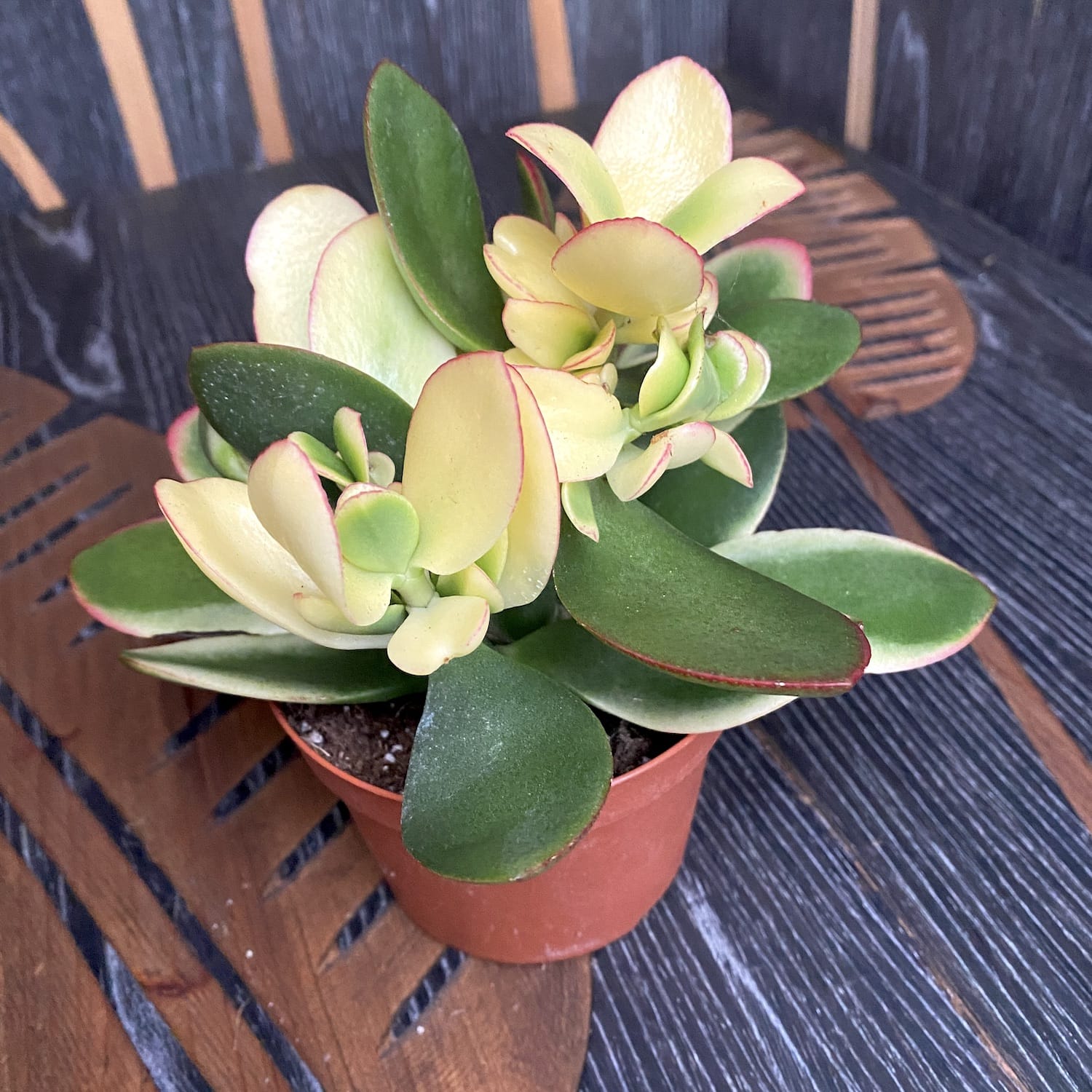 Crassula ovata 'Variegata' (Variegated Jade Plant)