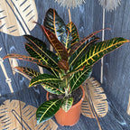 Croton Codiaeum Petra D17
