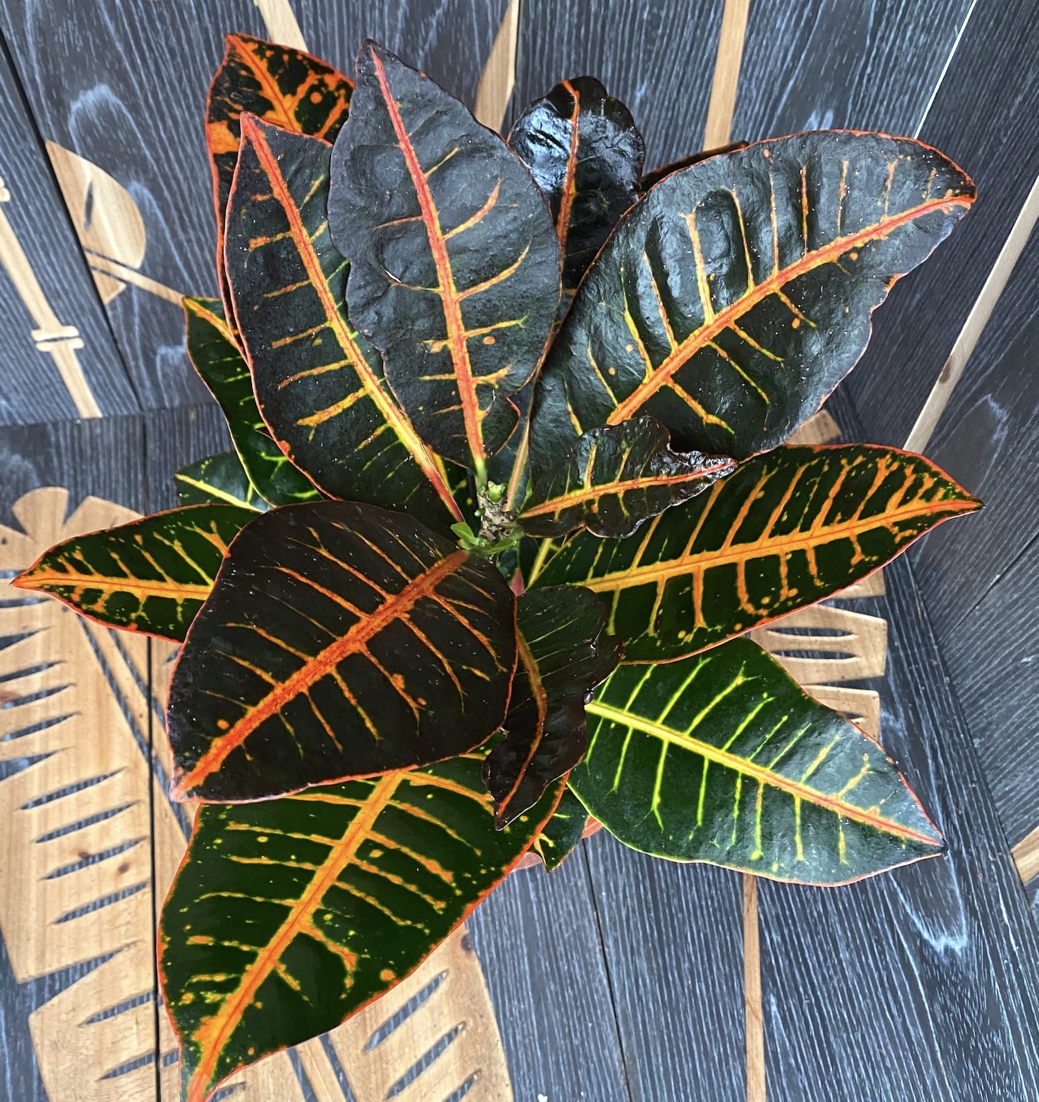 Croton Codiaeum Petra D17