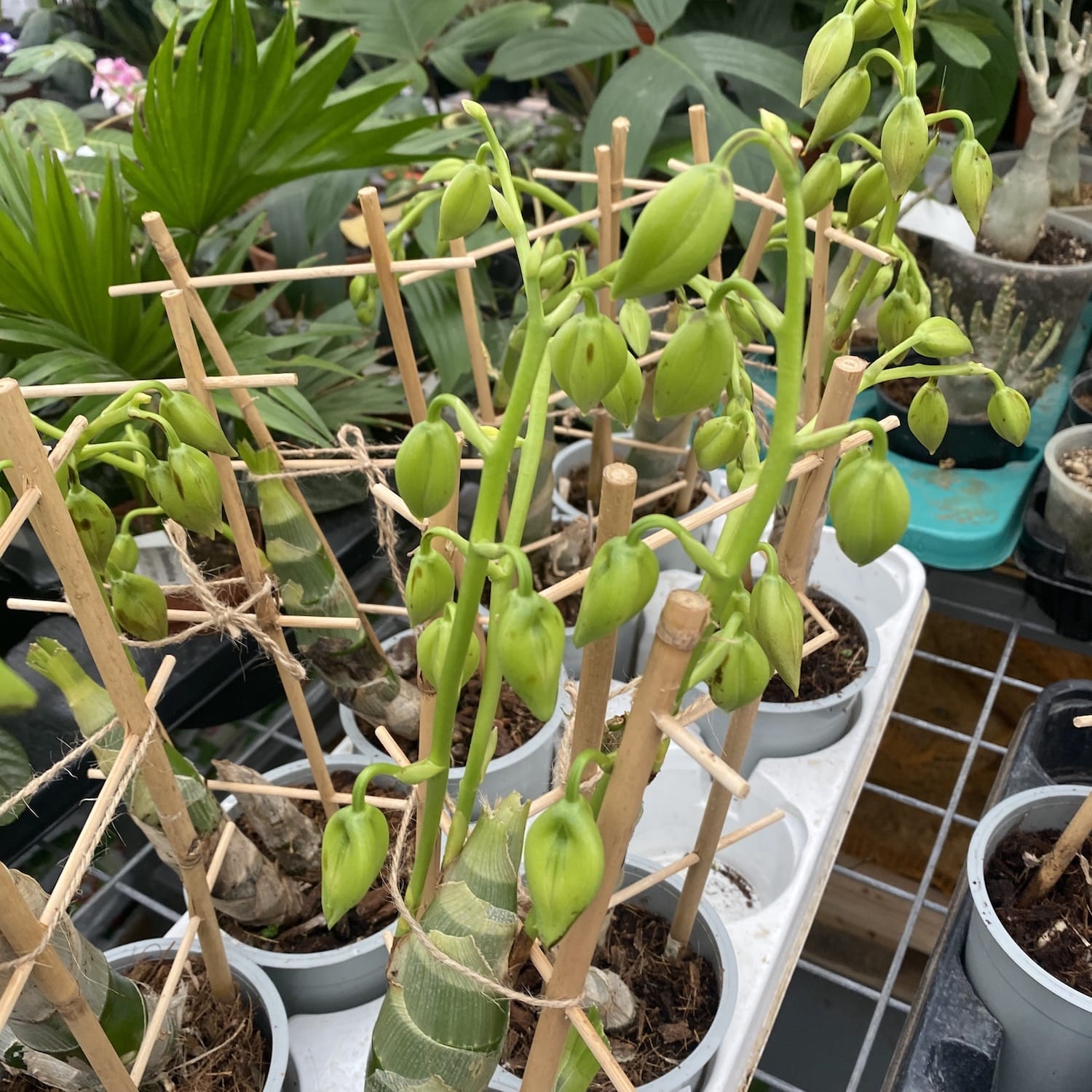 Cycnodes mix - exemplare mari!!