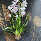 Cymbidium Florisnow
