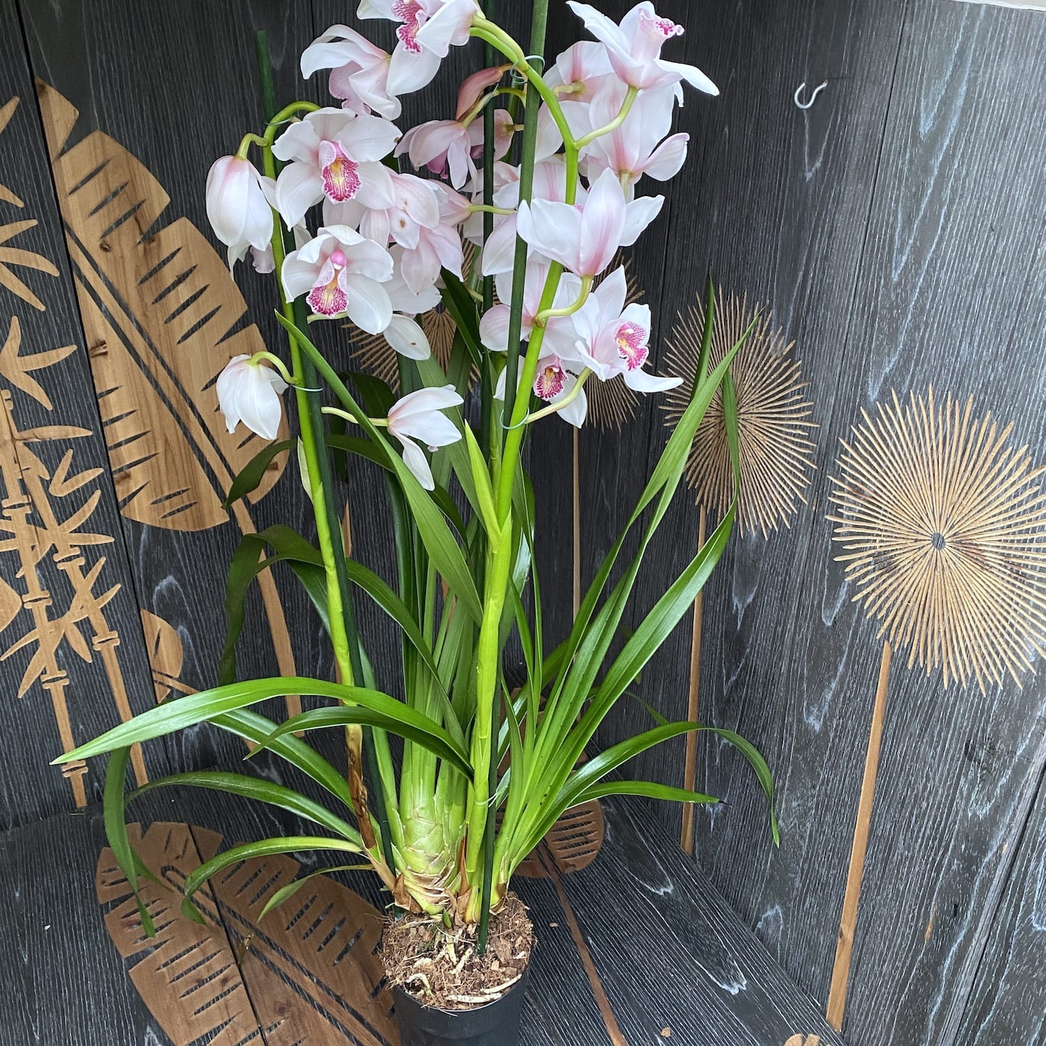 Cymbidium Florisnow