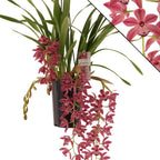 Cymbidium Anisa