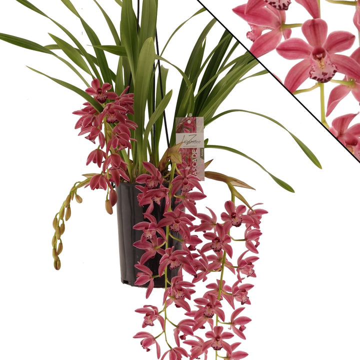 Cymbidium Anisa