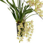 Cymbidium Usko