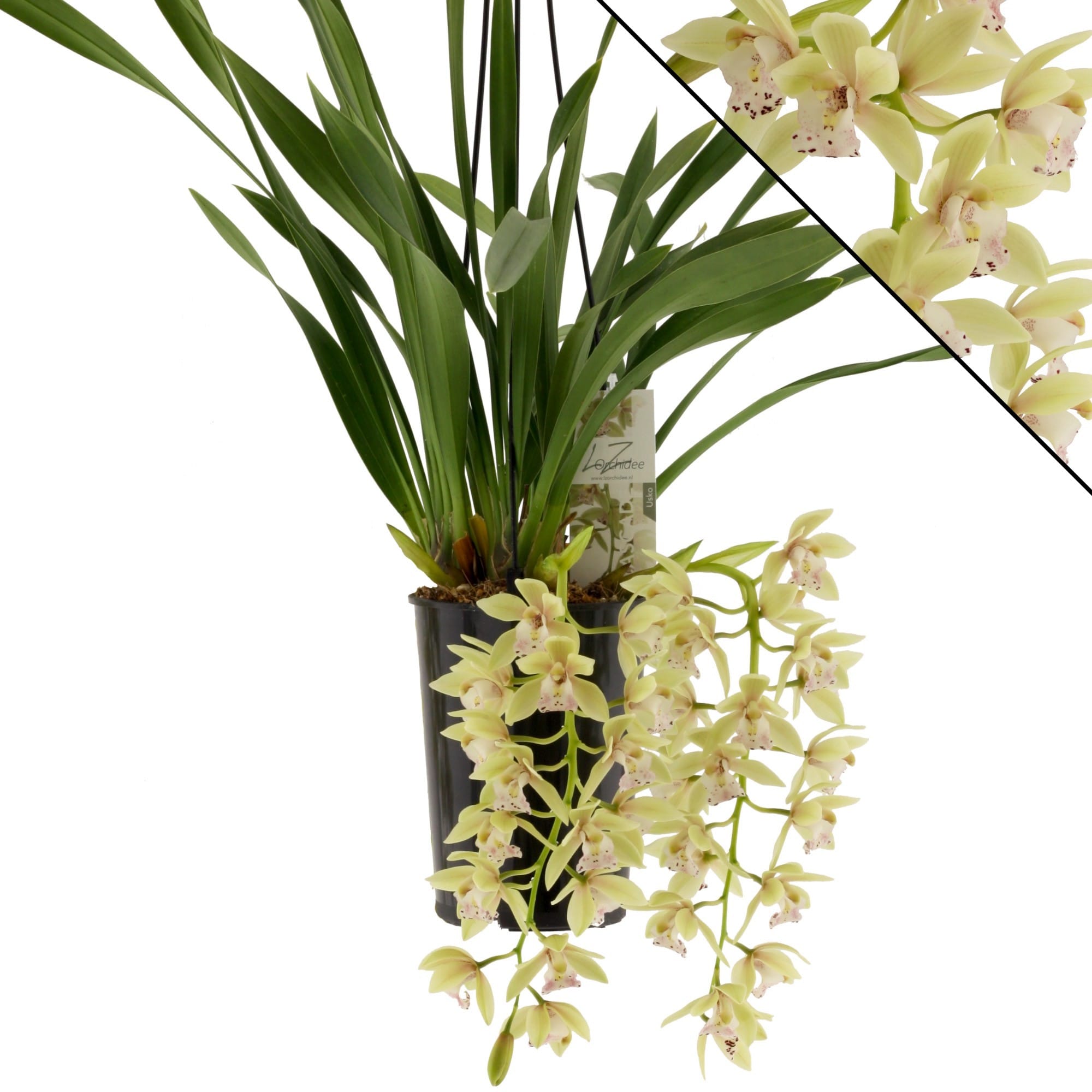 Cymbidium Usko