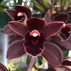Cymbidium Cali Night 'Geyserland'