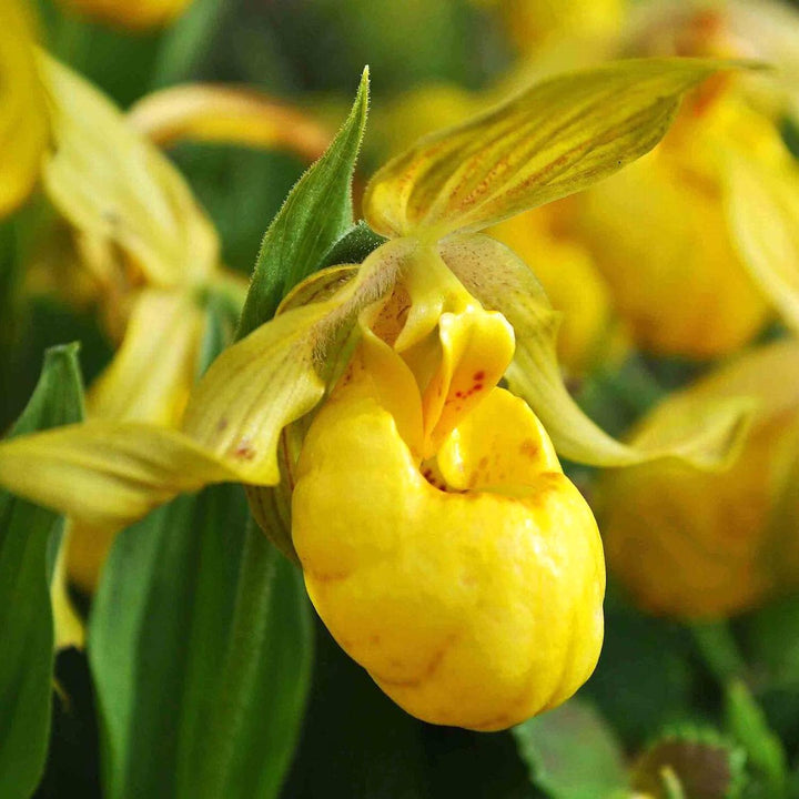 Cypripedium yellow - Cypripedium parviflorum var. pubescens (orhidee de gradina)