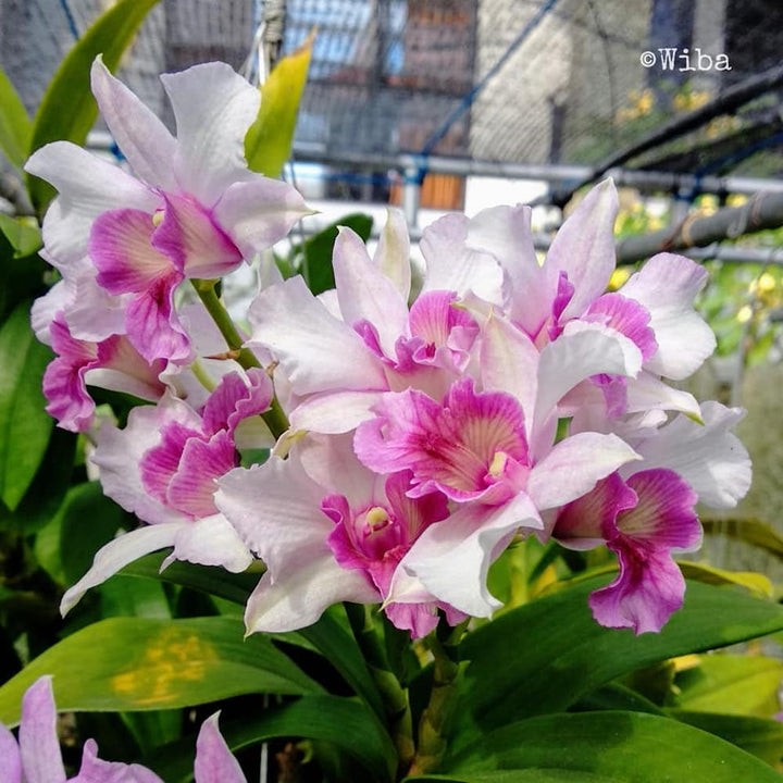 Dendrobium Emma Proud King (Dendrobium Proud Appeal)