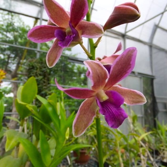 Dendrobium Burana Sundae (Variegated Leafs)