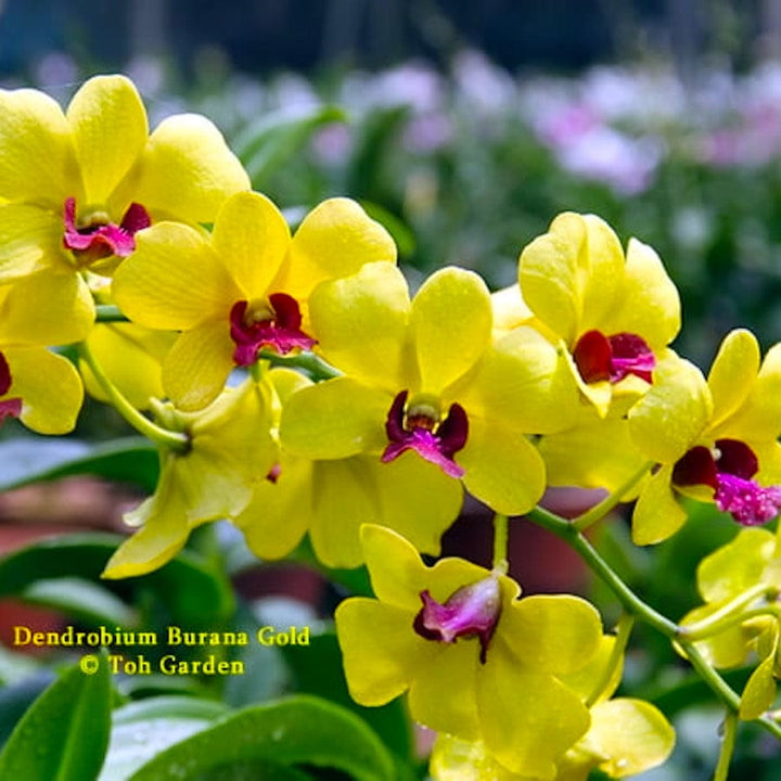 Dendrobium Burana Gold