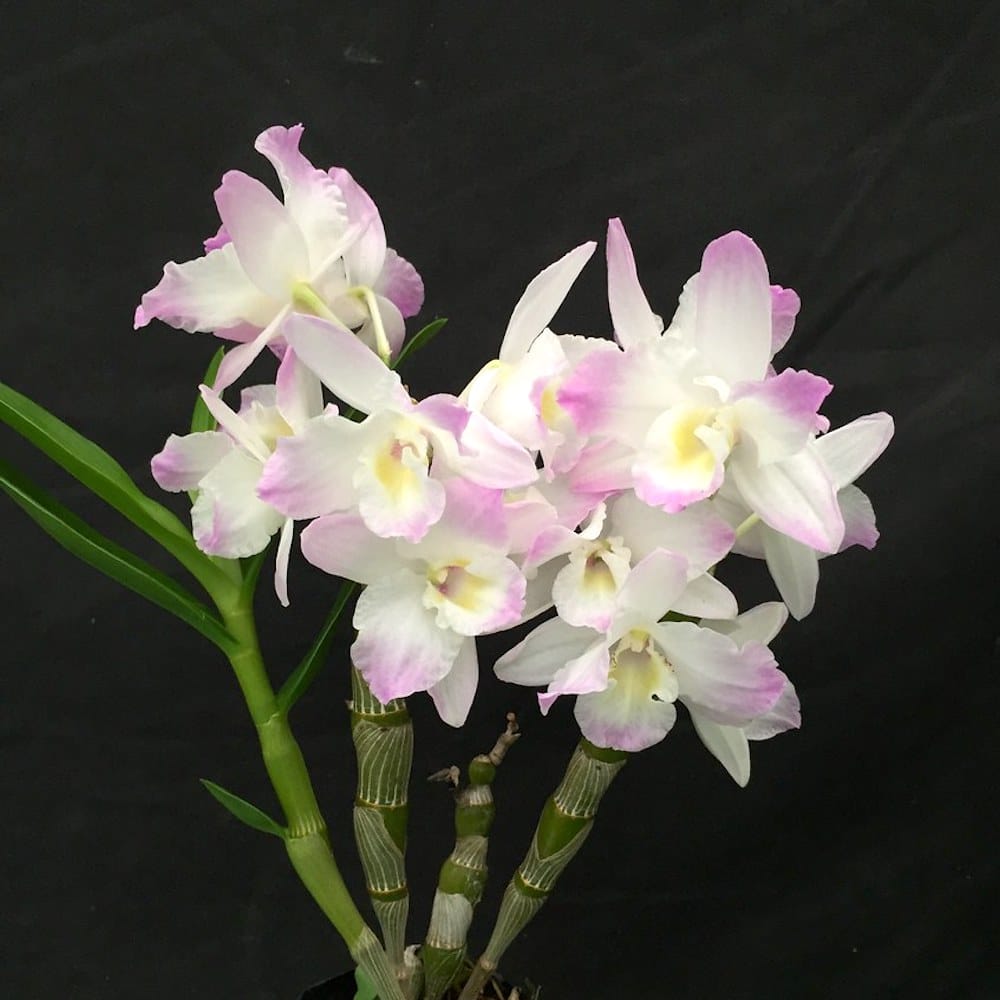 Dendrobium Spring Dream 'Kumiko'