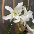 Dendrobium nobile alb (fiori leggermente profumati)