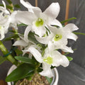 Dendrobium nobile alb (fiori leggermente profumati)
