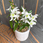 Dendrobium nobile alb (fiori leggermente profumati)
