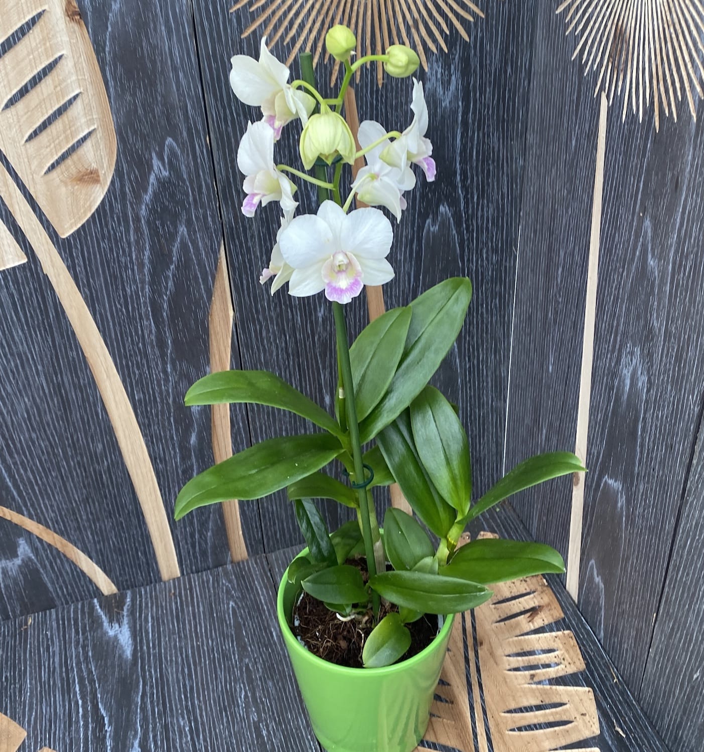 Dendrobium Phalaenopsis Snow Shade