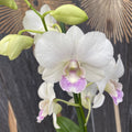 Dendrobium Phalaenopsis Snow Shade
