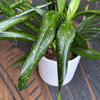 Dravieria Fireflies Green