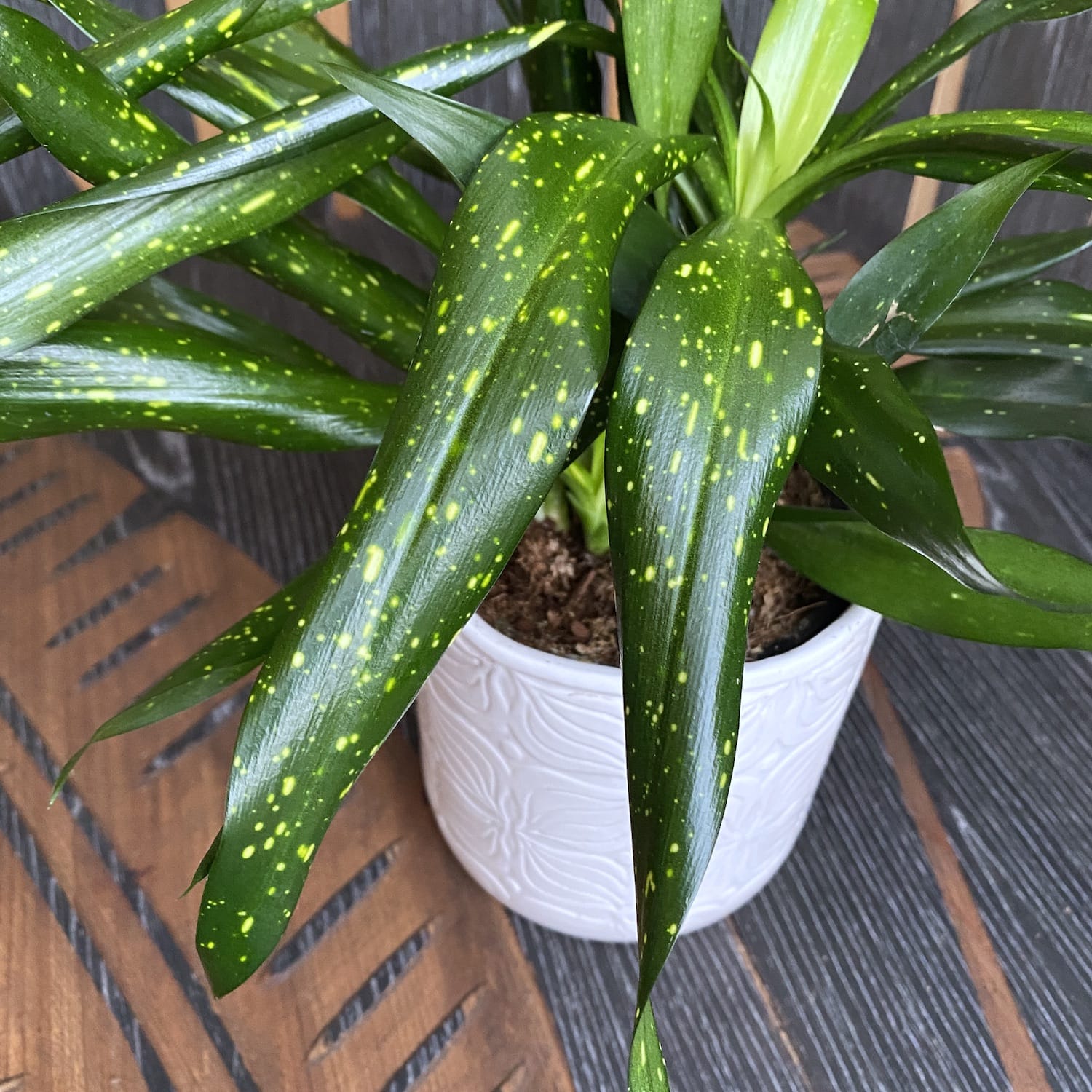 Dravieria Fireflies Green