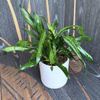 Dravieria Fireflies Green