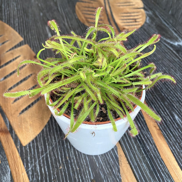 Drosera Capensis - Dew of the sky
