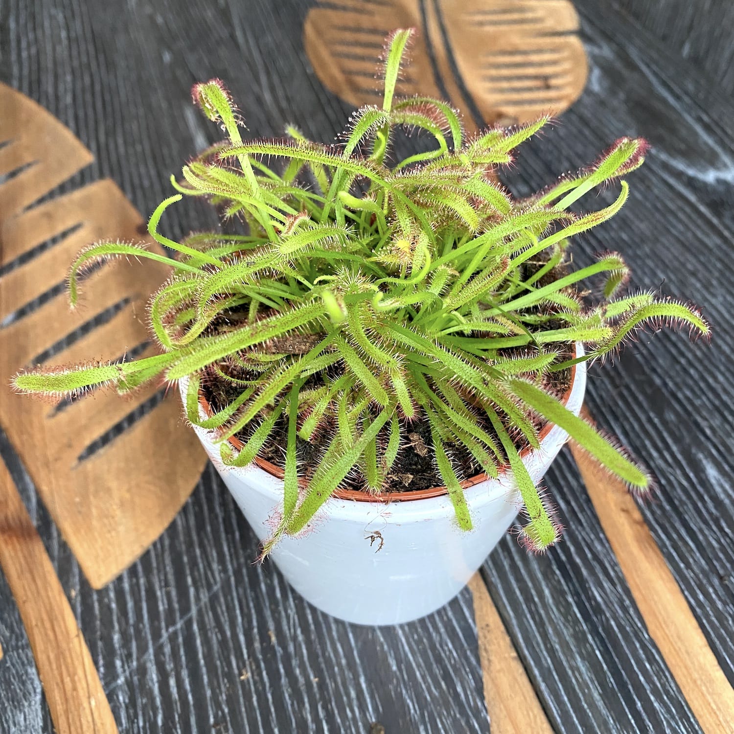 Drosera Capensis - Roua cerului D8