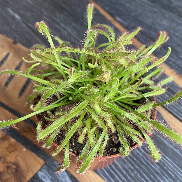 Drosera Capensis - Dew of the sky