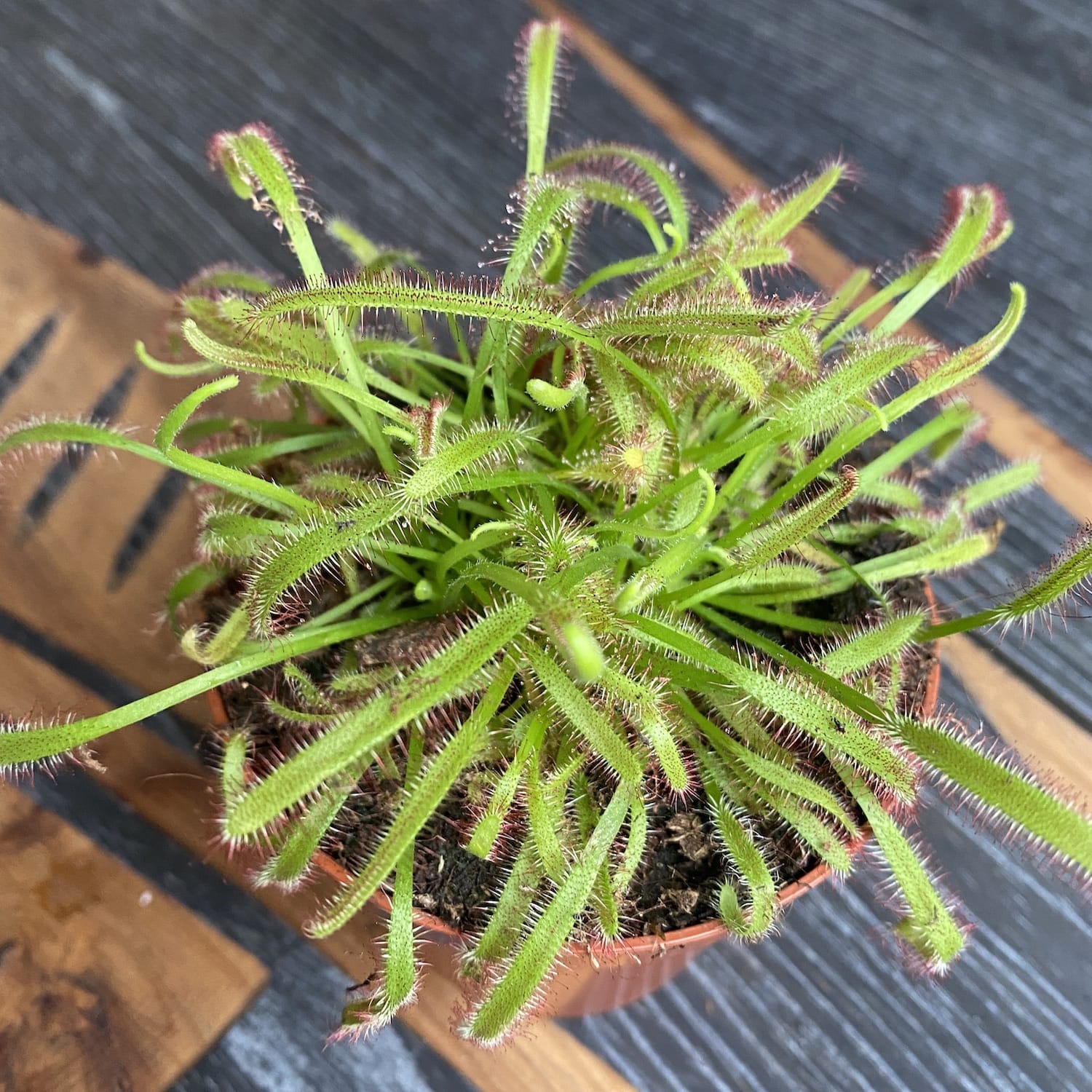 Drosera Capensis - Roua cerului D8