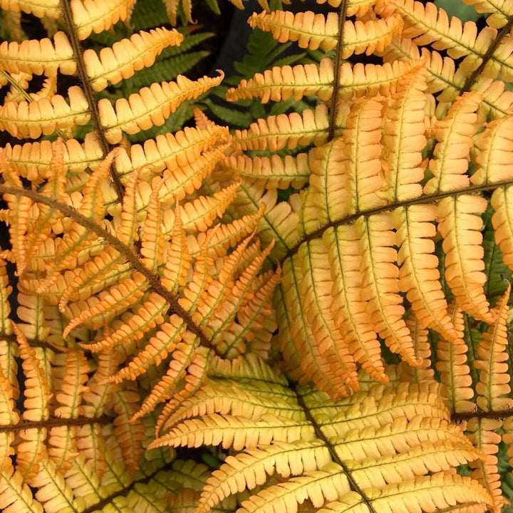 Dryopteris wallichiana 'Jurassic Gold'