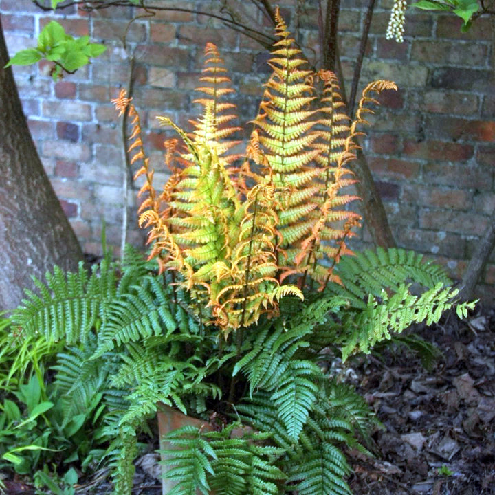 Dryopteris wallichiana 'Jurassic Gold'