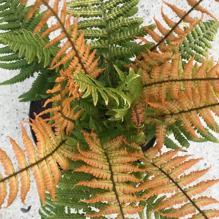 Dryopteris wallichiana 'Jurassic Gold'