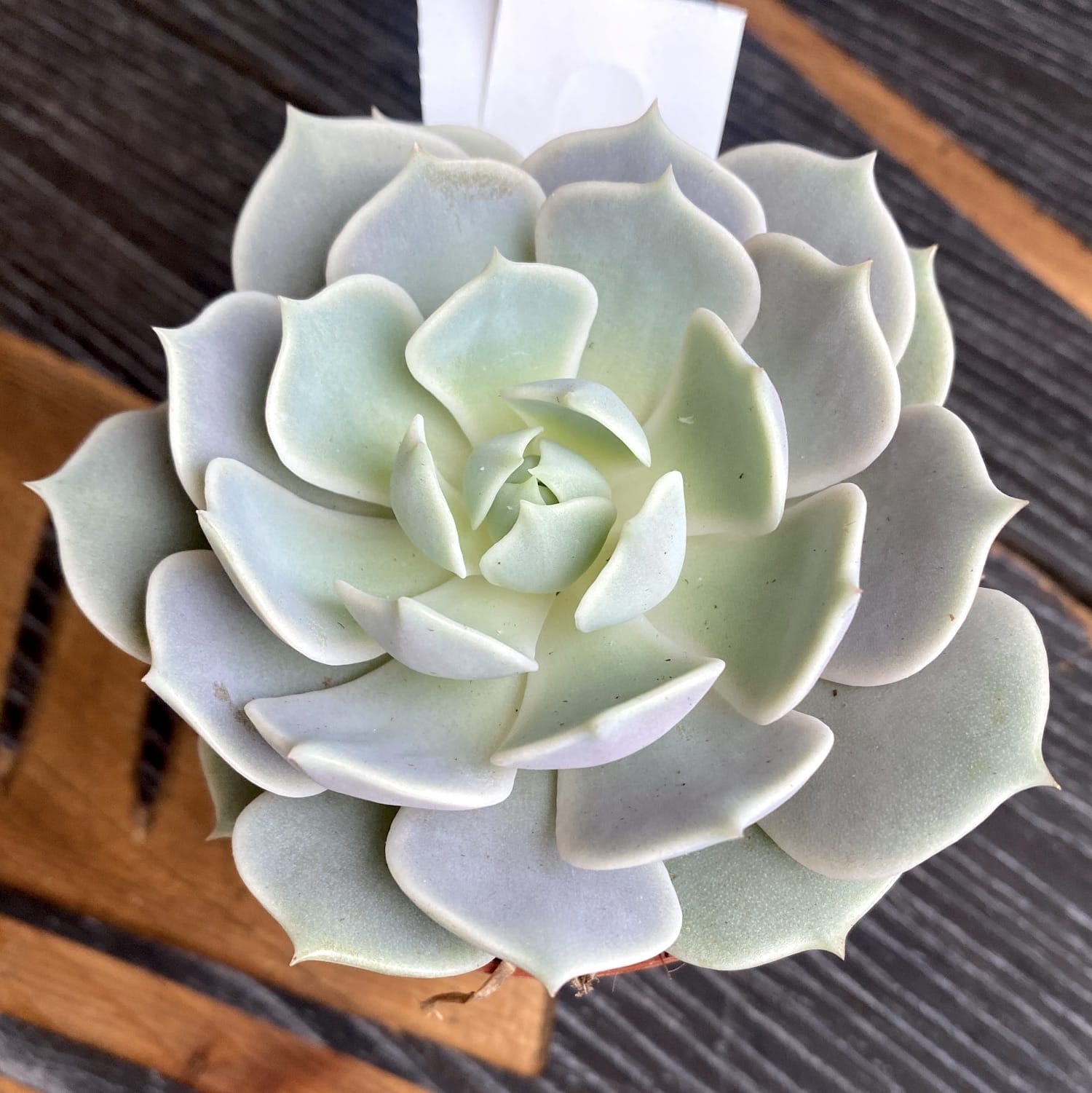 Echeveria Lola