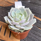 Echeveria Lola