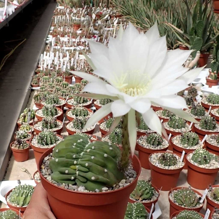 Echinopsis subdenudata f. cristata (Brain Cactus)