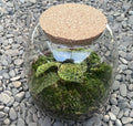 Ecosistem cu Macodes petola (Easy Care Terrarium)