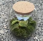 Ecosistem cu Macodes petola (Easy Care Terrarium)