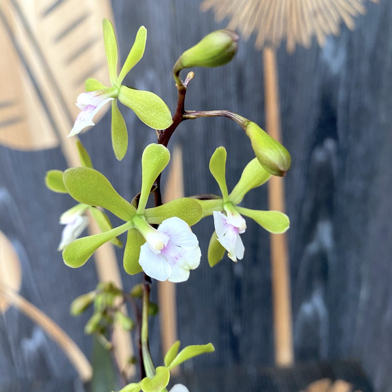 Epidendrum Floribundum - duftende Blüten
