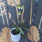 Epidendrum Floribundum - flori parfumate