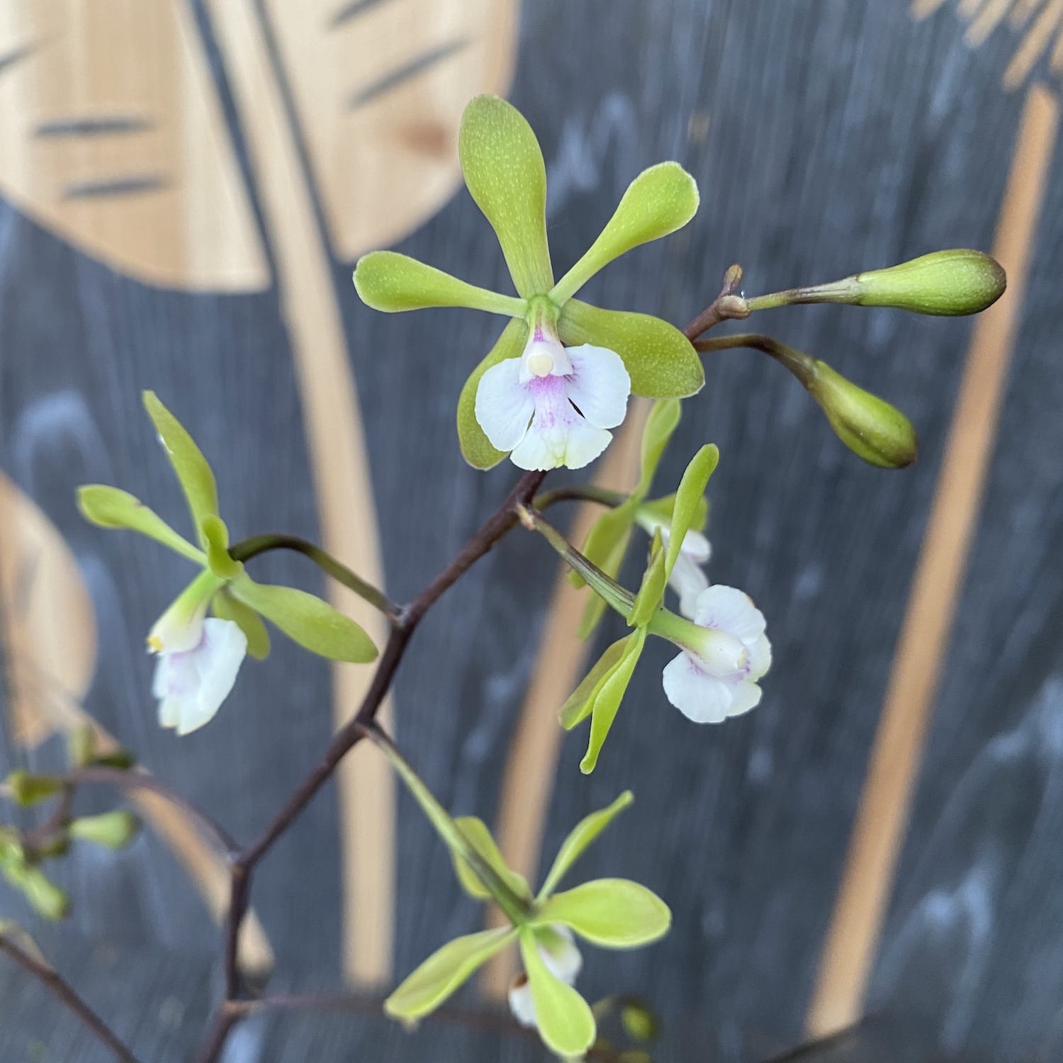 Epidendrum Floribundum - duftende Blüten