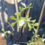 Epidendrum Floribundum - flori parfumate